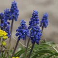 IMG_20210629_122600-01.jpeg